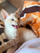 6 Bengal kitten mit Stammbaum suchen ein schönes zu Hause in 50226