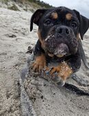 Liebevoller OEB Rüde in 18507