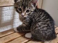 Süsse verspielte Katzenbabys - Köln