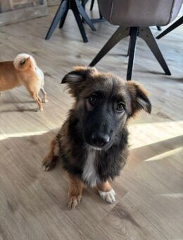 🌸 Felix kleiner Corgi-Schäferhund-Mix - Kassel
