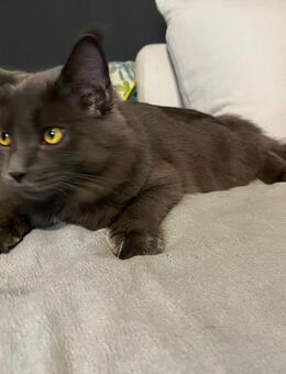 Junges Ragdoll / BKH Pärchen ( 6 Monate alt ) abzugeben - Bad Bramstedt