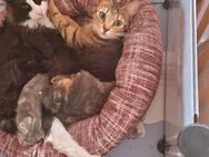 3 Kitten suchen noch ihr Für-Immer-Zuhause - Hamm