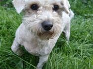 LIEBE DAISY, Tierschutz - Prien (Chiemsee)
