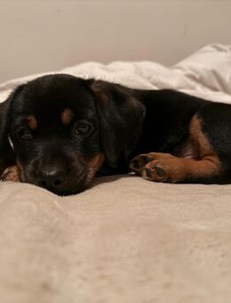 Hundewelpen - Walkendorf