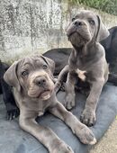 Liebevoll aufgezogene Cane Corso Welpen suchen ein neues Zuhause in 50126