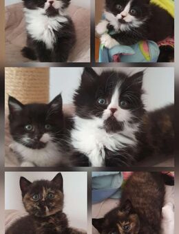 Britische Mix Katzen - Zimmern (Rottweil)