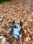 Kleiner hund - milow in 01169