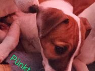 Jack Russell Terrier - Leer (Ostfriesland)