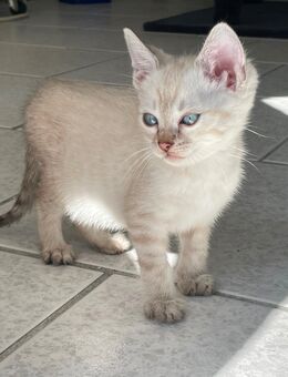 Süße Bengal Kitten Snow Seal Lynx und Silver - Werther (Westfalen) Zentrum