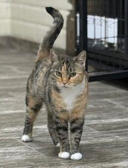 Malena sucht ihr Für-Immer-Zuhause! - Waakirchen