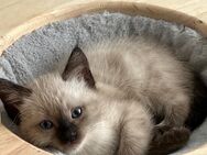 Babykatzen zu verkaufen BKH - Elsdorf Elsdorf