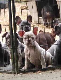 Französische Bulldoggen Welpen in schönen Farben mit Schwänzchen, freiatmend, Ahnenpass - Großharrie