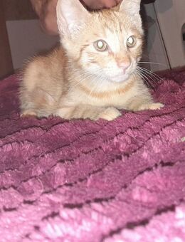 KITTEN - Bünde