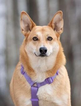 Freundliche Rizhulja sucht ihre Familie - Duisburg