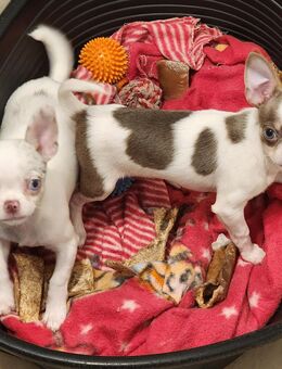 Chihuahua Welpen suchen ein neues Zuhause - Pinneberg