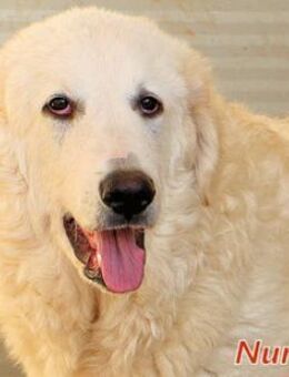 NUNZIO - offen und freundlich - Regensburg