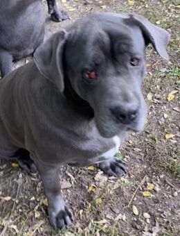 AIDA, Hündin, Cane Corso - Nörten-Hardenberg