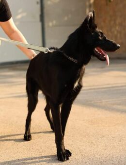 Schäferhundmix Gala - Ellerbek