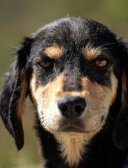 Franzl Unser kleiner Entdecker 🐶 - München