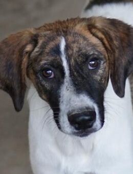 Unita, geb. ca. 02/2025, GRIECHENLAND - Euskirchen