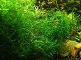 Spikymoos, Aquarienpflanze, Versand/ Abholung in 53894