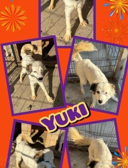 süße Yuki möchte endlich ausreisen - Nürnberg