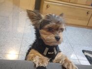 Yorkshire Terrier Chihuahua Mix 4 Jahre - Dortmund Rahm