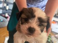 Shih Tzu Welpen - Magdeburg