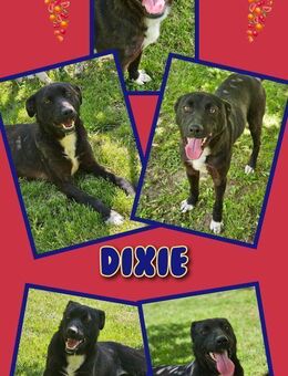 Schmuser Dixie sucht seinen Menschen! - Nürnberg