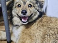 Sunny - Gnadenbrotplatz gesucht - Weilheim (Oberbayern)
