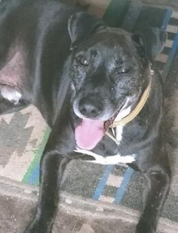 UGO 💛💛💛ein Traumhund sucht Happy-Home - Bad Karlshafen
