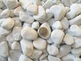 Natursteine Dekosteine weiß 25-40mm zur Dekoration 20kg in 42105