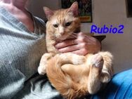 Rubio2 freundlicher Kater 04/20 ESP PS - Ruppertsecken