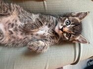 Bkh Maincoon mix Kitten - Kassel