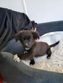 💚 Kleiner Welpe Chip 💚 - Eislingen (Fils)