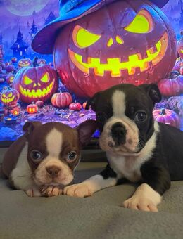 Reinrassige Traum Boston Terrier Welpen dürfen bald ausziehen ! - Aachen Zentrum