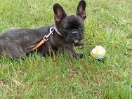 Französische Bulldoggen weibchen - Uelzen