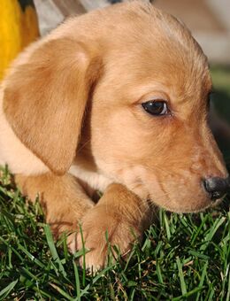 Labrador Welpen - Burow