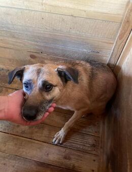 🆘 🌟 Sanfte Carla 🌟🆘 Notfall - Eislingen (Fils)