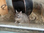 Degus 2 Stück - Lünen