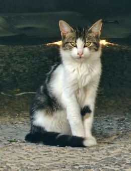 Langhaarmix Max aus dem Tierschutz - Grevenbroich