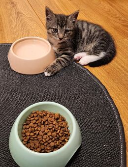 Kitten - Kleve (Nordrhein-Westfalen)