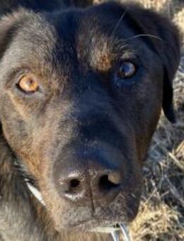 MATTY - sollte vergiftet werden - Sulzbach-Laufen