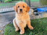 Golden Retriever Welpen reinrassig - Groß Ippener