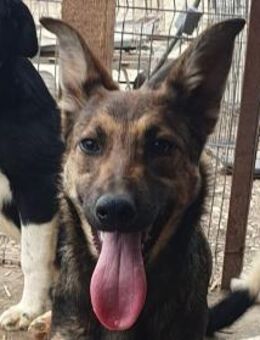 DANA-zutrauliche Hündin, 48 cm (wachs.) - Rösrath