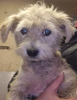 🐾 Maverick kleiner Bichon-Mix - Kassel