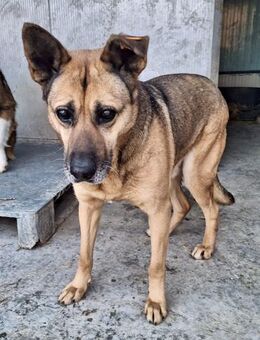 Blinder Jupp - HOSPIZPLATZ gesucht - Weilheim (Oberbayern)