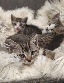 Kitten Mix BKH British Kurzhaar - Schmölln-Putzkau