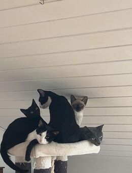 Katzen abzugeben - Mühlhausen (Baden-Württemberg)