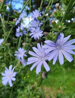 Samen Wegwarte Cichorium intybus heimische Wildstaude - Euskirchen